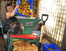Pulping the apples